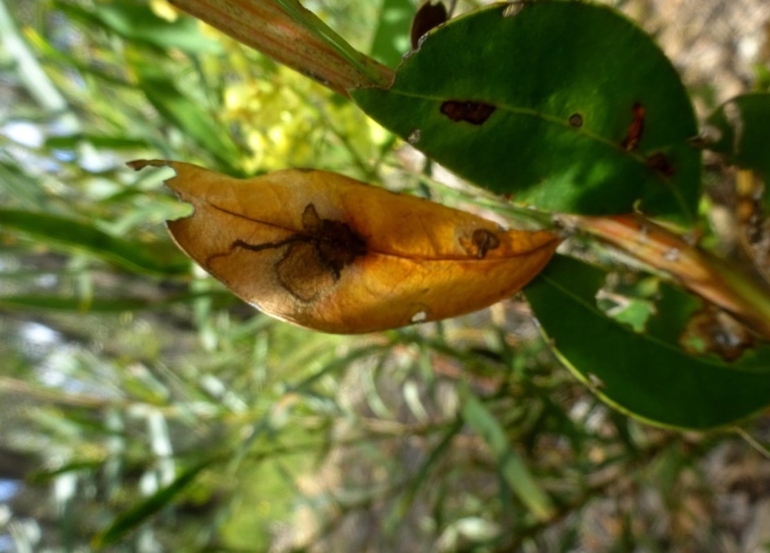 gum leaves with beetle damage