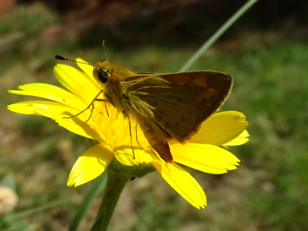 Southern Grass Dart Butterfly on Calendula flower