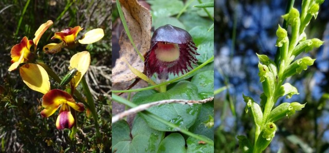 collage of orchids - donkey orchid, helmet orchid and leek orchid