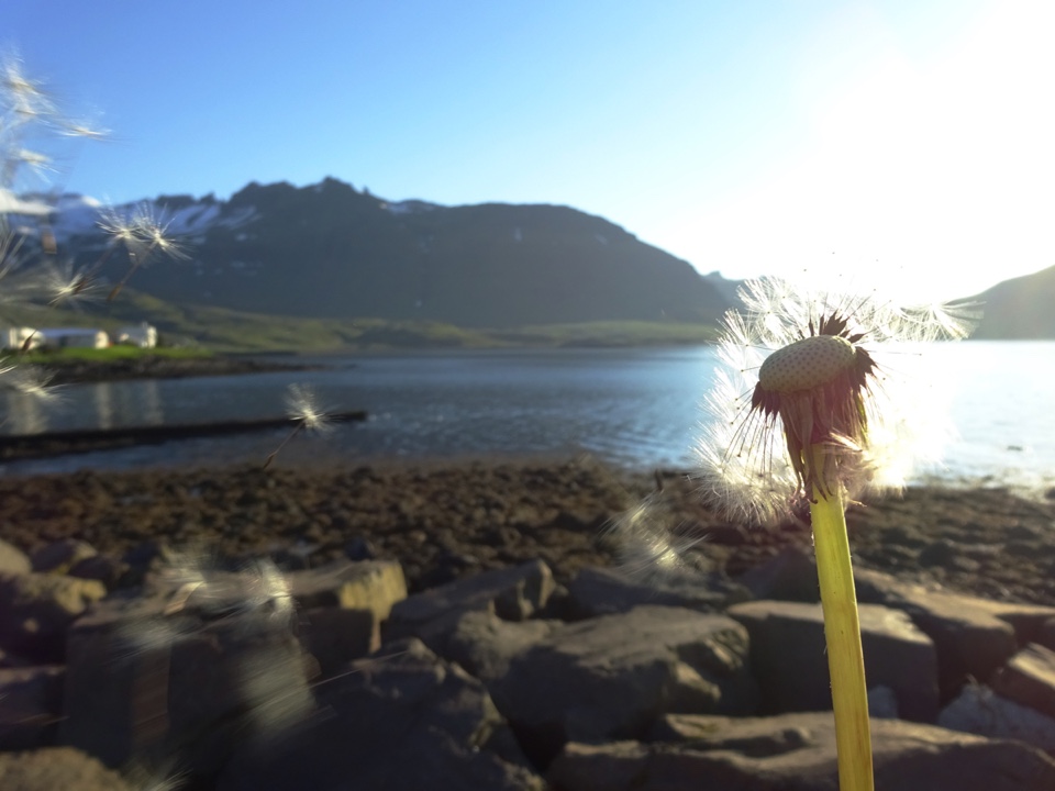 seeds being blown off dandelion head