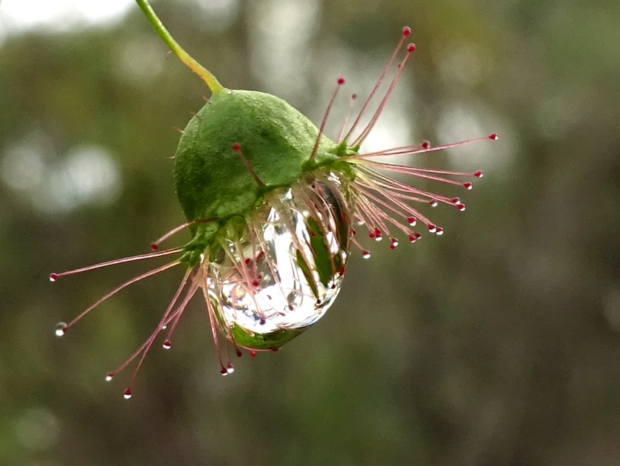 water droplet on sundew