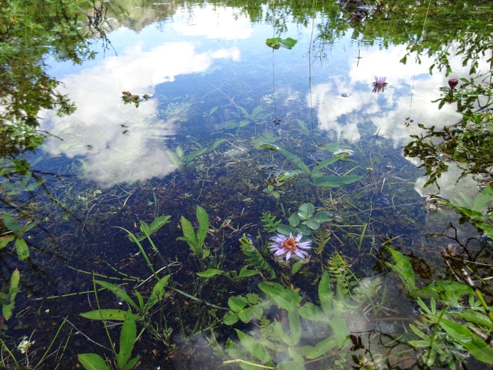 reflections in a pond